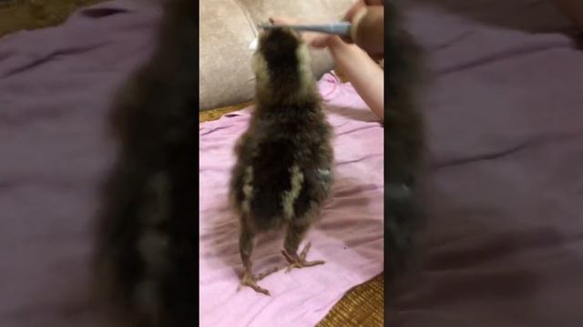 Белый ушастый фазан смотреть онлайн