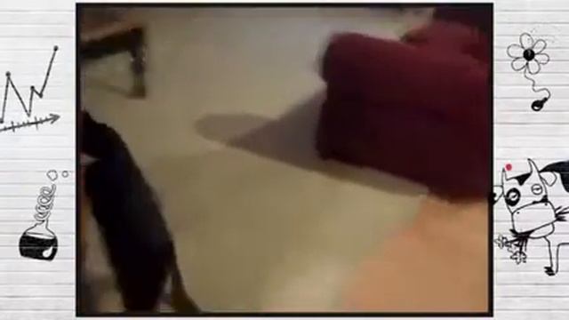 О чем думают животные?Посмотрите:) смотреть онлайн