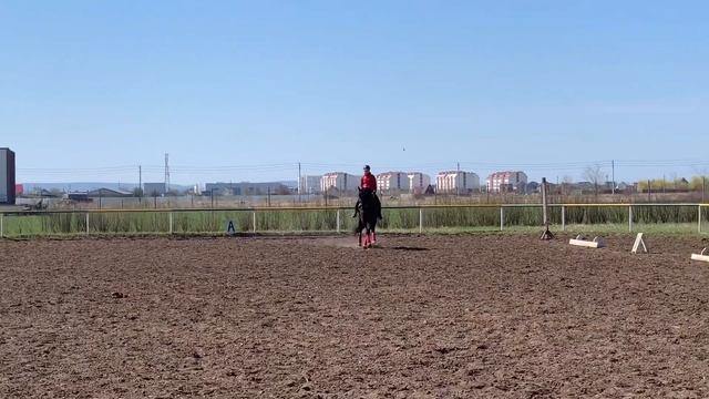 РАБОТА С МОЛОДОЙ ЛОШАДЬЮ смотреть онлайн
