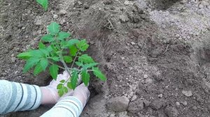 Как посадить рассаду помидоров на грядку и не повредить корешки