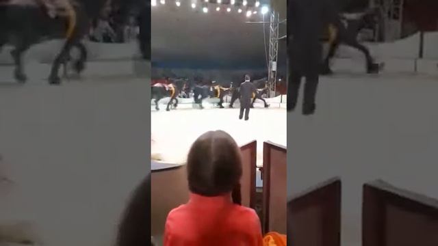 Цирк Слонов Шоу Братьев Гертнер Красивые грациозные лашадки) смотреть онлайн
