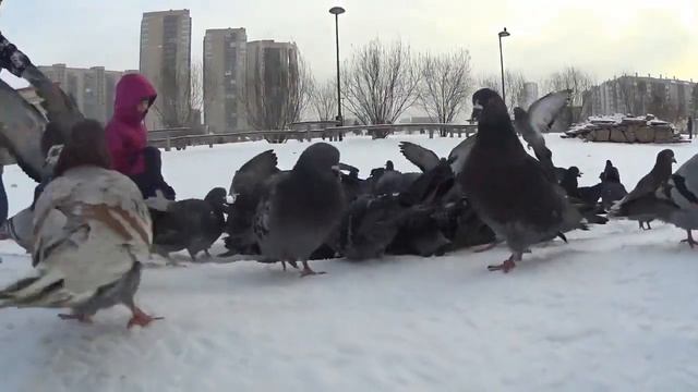 Кормим голубей 13.12.2020