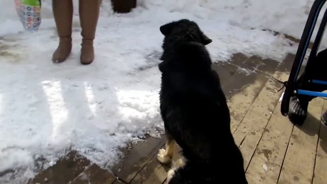 помогите собаке, как вылечить пса. смотреть онлайн