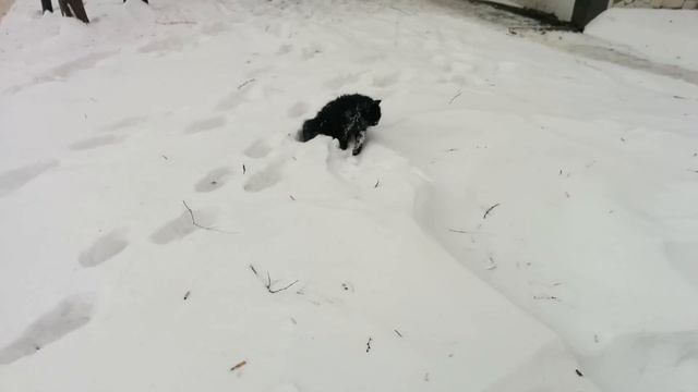 Котик чётенько сдох(не пародия на голубя) смотреть онлайн