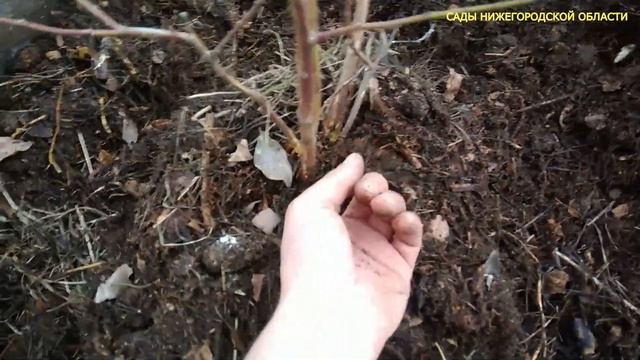 Посадка голубики.Сажаем голубику садовую смотреть онлайн