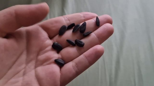 На эту Насадку Клюёт Лучше чем на Мотыля Червя и Опарыша! Супер рыболовная насадка! смотреть онлайн