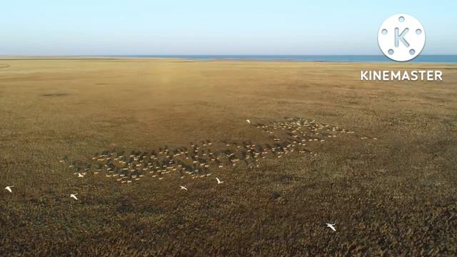 Сәкен Сейфуллин "Ақсақ құлан" буктрейлер смотреть онлайн