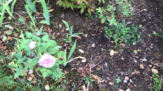 Rosiers 'Line Renaud®', 'Laetitia Casta®', 'Cottage rose'... Fragrances en osmose смотреть онлайн