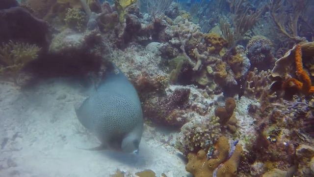 Bahamas 2020 Aqua Cat смотреть онлайн