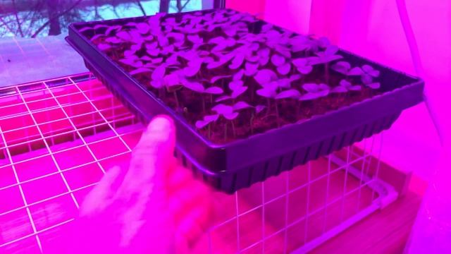 Чистота - ключ к гармонии