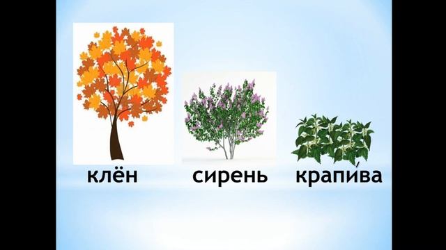 Тема 4. Растения — часть живой природы. Условия, необходимые для роста и развития растений смотреть онлайн