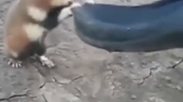 бойцовский хомяк / hamster.avi смотреть онлайн