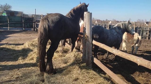 Жеребец красиво пошел смотреть онлайн