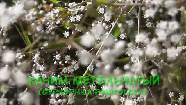 НЕМНОГО БОТАНИКИ: Качим метельчатый смотреть онлайн