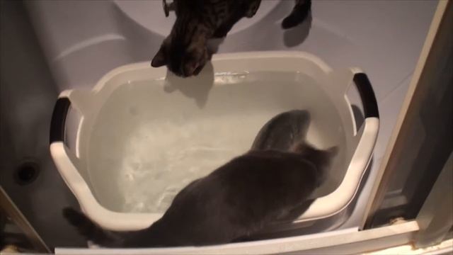 Прикол, смотреть всем!!! Котенок поймал рыбу)))kitten fishing2 смотреть онлайн