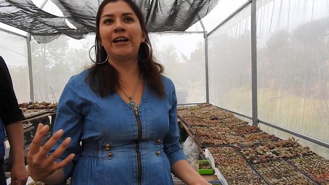 Propagación de Echeverias por medio de semillas en Vivero Sirena. смотреть онлайн