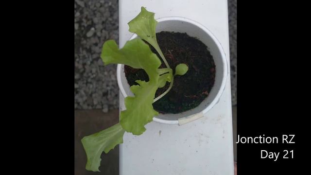 Jonction RZ Batavia Lettuce by Rijk Zwaan | Demo Crop Series | July 2021 | Greengold Farms смотреть онлайн