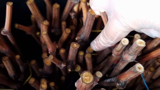 Как же понять, сколько держать черенок винограда в воде после зимовки-на обводнении??? смотреть онлайн