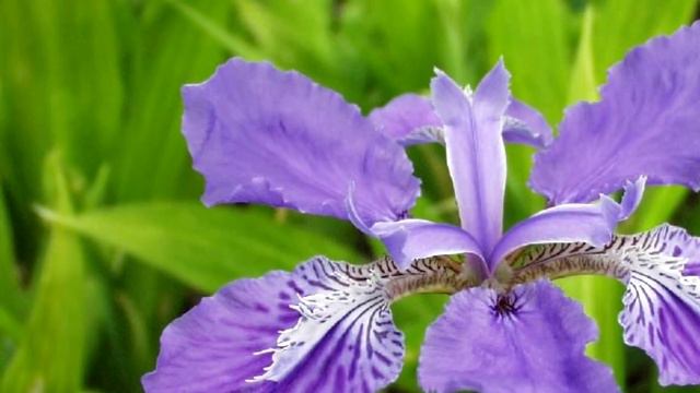 10 Variedades de Iris más bellas del mundo. смотреть онлайн