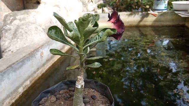 Adenium angel of night mekar perdana смотреть онлайн
