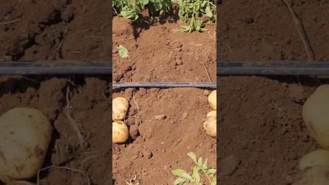 Самый популярный сорт картофеля - Коломба смотреть онлайн