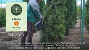 9 вредителей сосны и как с ними бороться  2 часть