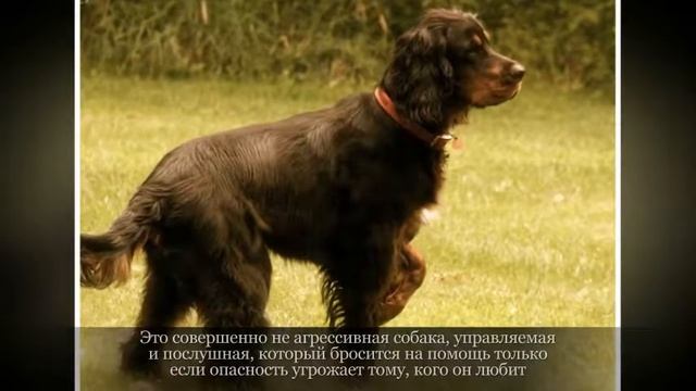Шотландский сеттер Крупные породы собак смотреть онлайн