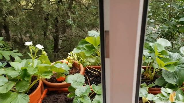 Полив с помощью компрессора смотреть онлайн