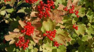 горчит калина минус