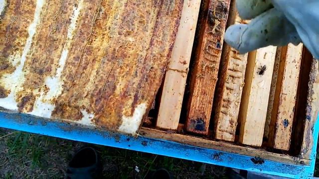 Пчеловодство.Пиретрины -против Бипина. Тест, смотреть онлайн
