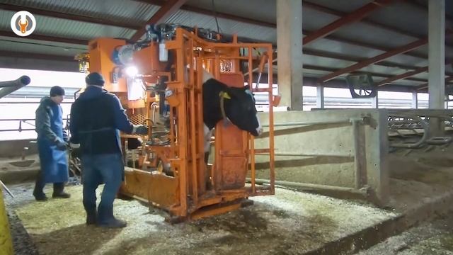 Обрезка копыт на гидравлическом станке СКГ "Макс-7" смотреть онлайн