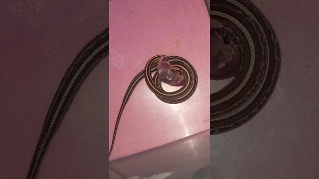 Кормление маисового полоза Катриеля. смотреть онлайн