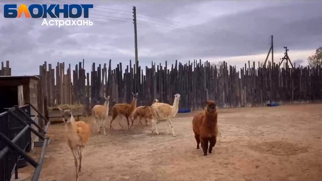 Блокнот в гостях у "Бабы Фроси" смотреть онлайн