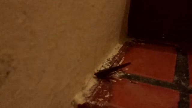 Нашествие саранчи. смотреть онлайн