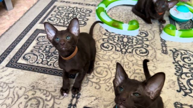 Наши ориентальные котята, почти 3 месяца! смотреть онлайн