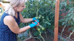 Как ухаживать за Помидорами в Теплице и в открытом Грунте. @galabum