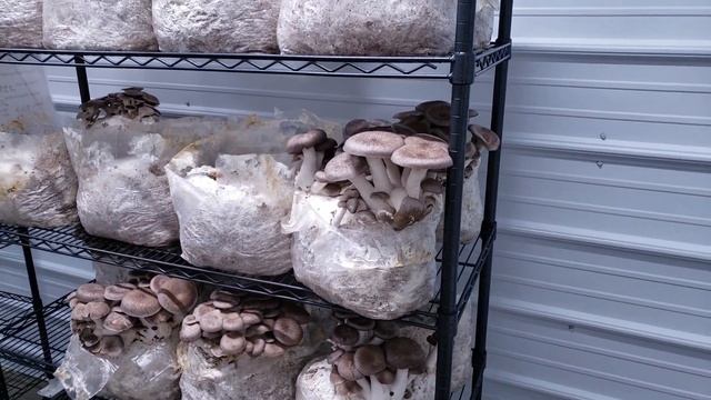 Mushroom Growing Tips: Black Pearl King Oysters смотреть онлайн