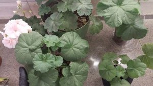 МЕЛЬЧАЮТ ЛИСТЬЯ У пеларгонии герани? 4 ГЛАВНЫЕ  ПРИЧИНЫ как это исправить и запустить активный рост