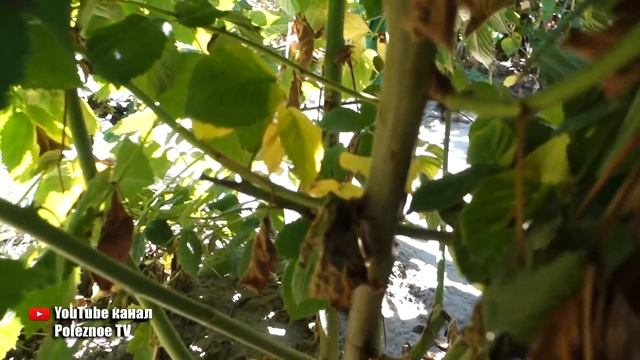 ХОЧЕШЬ БЫТЬ С ЕЖЕВИКОЙ, ВСЕГДА ДЕЛАЙ ТАК ОСЕНЬЮ! СУПЕР УРОЖАЙ ЕЖЕВИКИ ИЗ ГОДА В ГОД смотреть онлайн