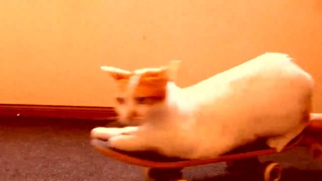 Кот троллит Невского смотреть онлайн
