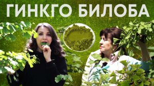 Какая на вкус листва реликтового дерева и зачем дачники выращивают Гинкго Билобу?