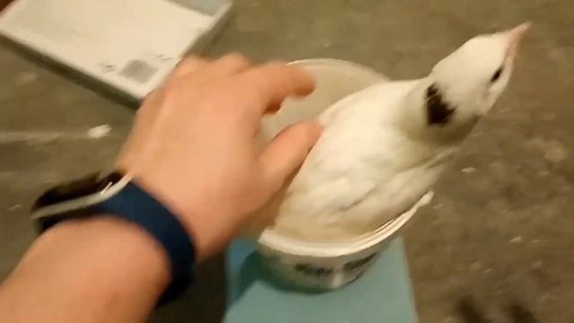 Как живётся перепелам в Германии?Видео от друзей! смотреть онлайн