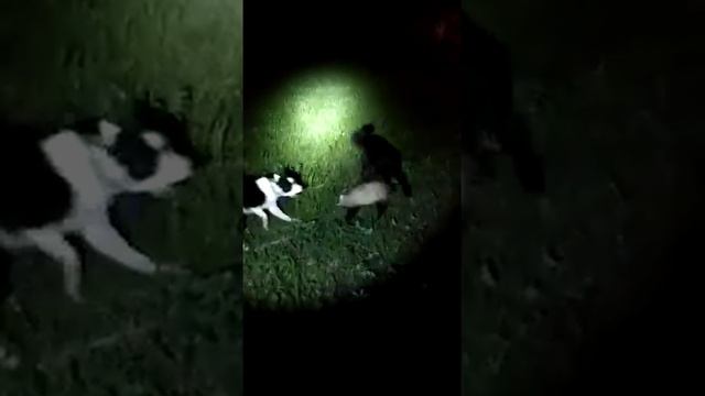 Альфа на видео с белой полосой на голове . От первой вязки Север - Гюрза . смотреть онлайн