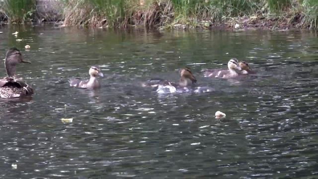 Утята - 2 недели (27.05.2023) смотреть онлайн