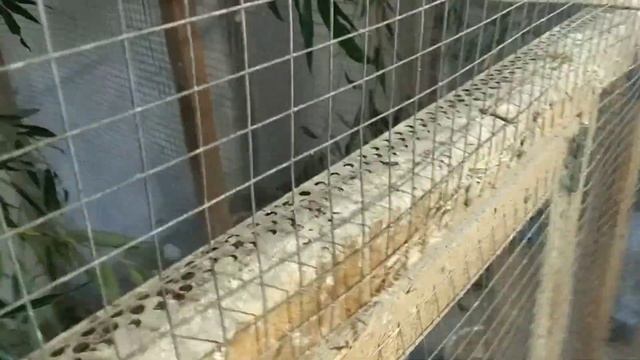 Ветки для неразлучников.Огурцы для попугаев смотреть онлайн