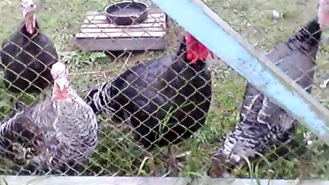 Индюки разговаривают смотреть онлайн