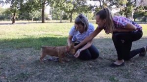 Как научить собаку приносить палку, игрушку? Учим собаку правильно играть и не убегать с игрушкой