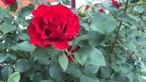 Роза Хайнц Винклер (Heinz Winkler/ Hommage a Barbara).