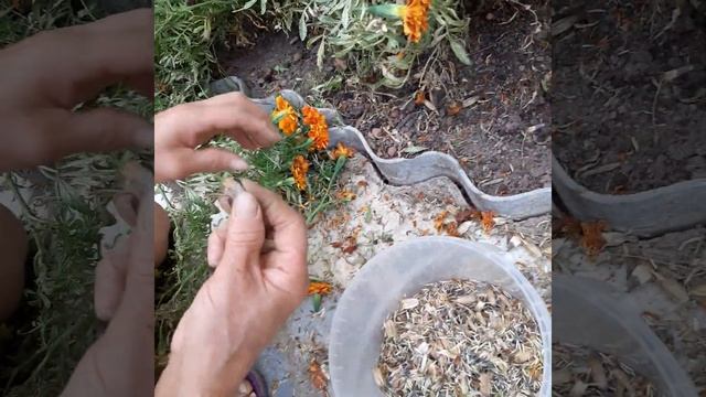 Как собирать семена бархатцев 1 часть смотреть онлайн