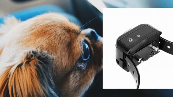 ALTMAN Dog Training Collar - Help You In Training A Dog Not To Bark